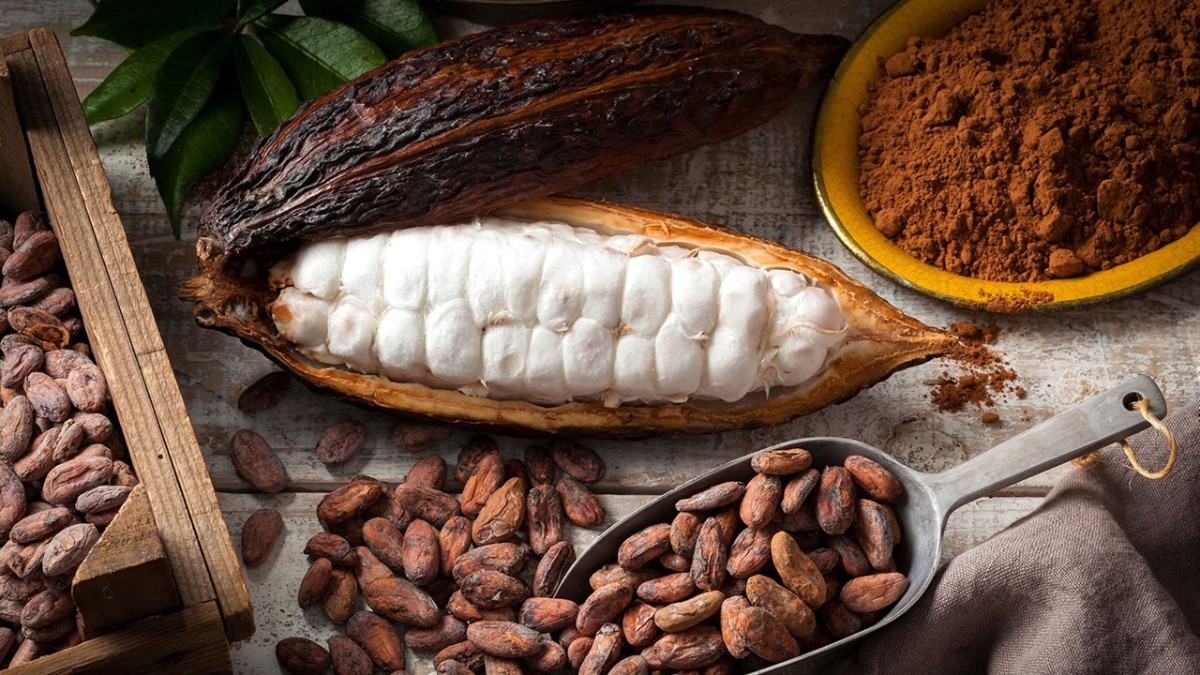 Quá trình sản xuất Socola từ hạt cacao như thế nào?